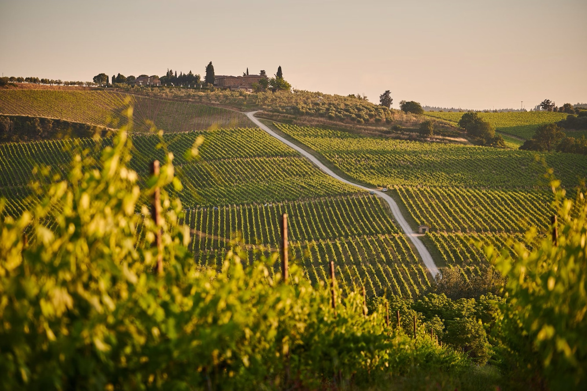 Vigneti del Chianti al tramonto